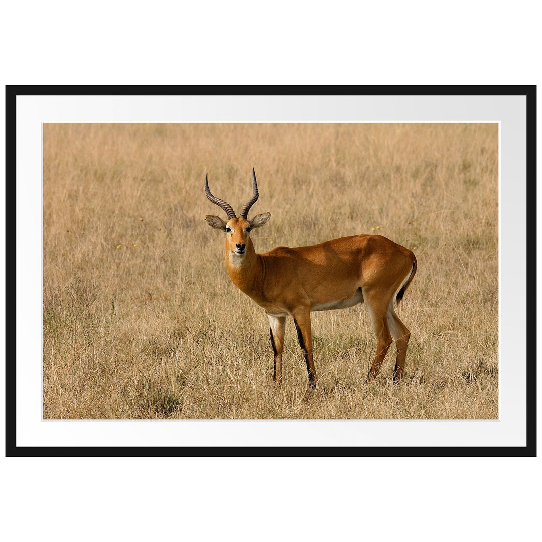 Gerahmtes Poster Dorkasgazelle im trockenen Gras