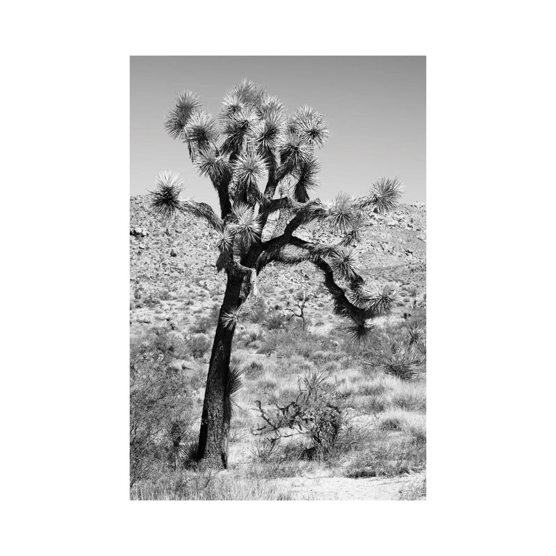 Joshua Trees Desert II by Philippe Hugonnard - Wrapped Canvas Print, 30.48 cm H x 45.72 cm W