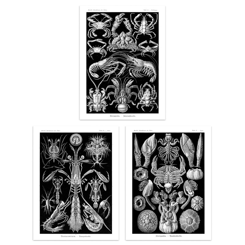 Ernst Haeckel Black White Vintage Illustrations Sea Marine - 3 Piece No Frame Print Set, 29.7cm H x 21cm W x 0.4cm D