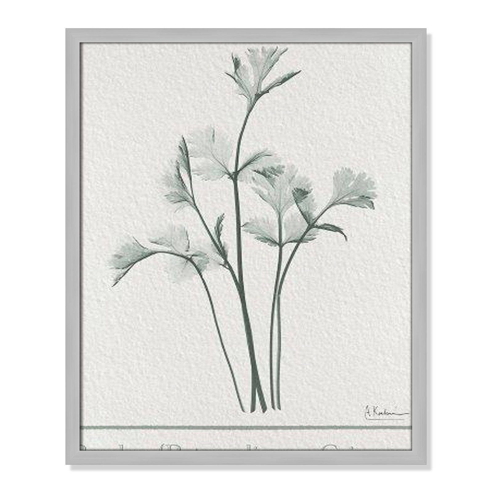 Jeanette "Parsley II" Print by Albert Koetsier, Matte Silver Framed Paper, 25.5" H x 21.5" W x 1.25" D