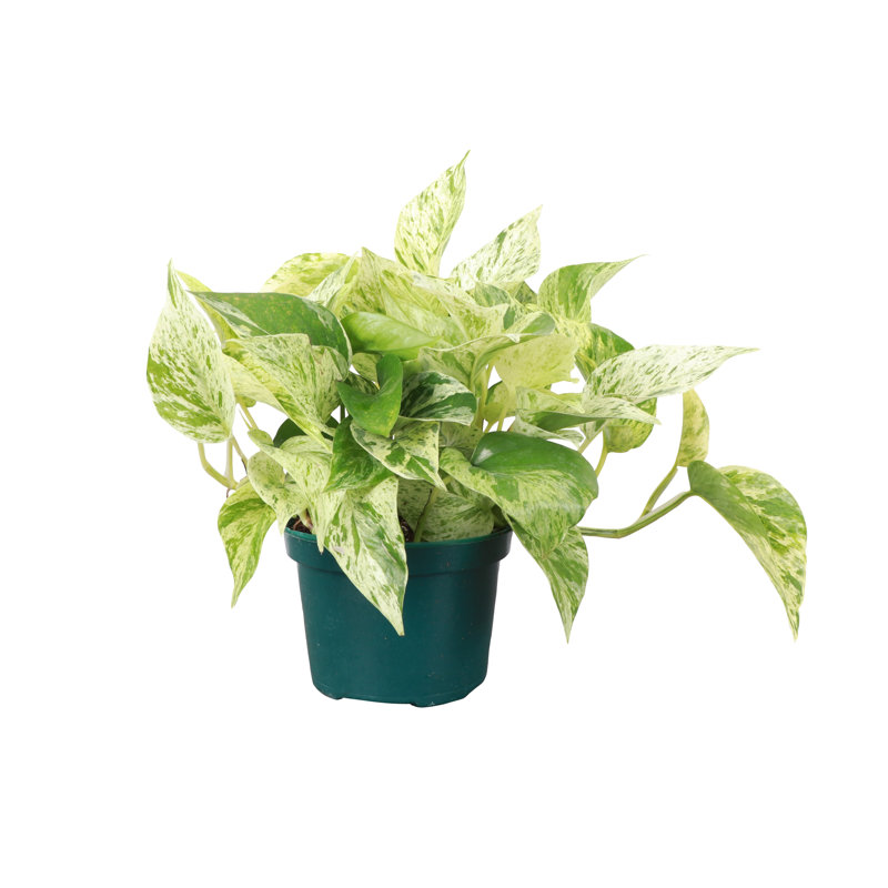 Live Marble Queen Pothos Plant,  10"" H X 6"" W X 6"" D