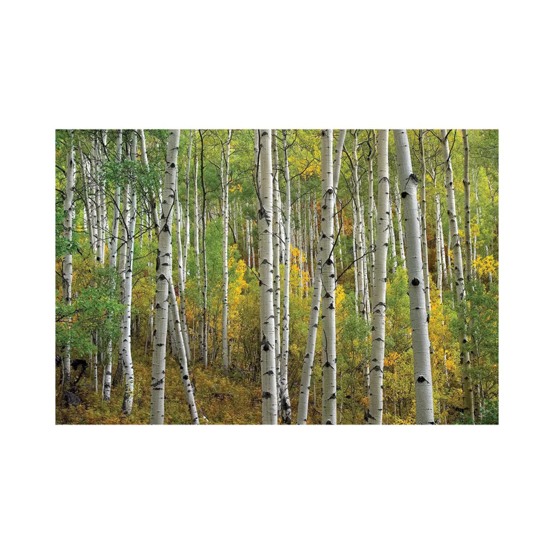 Quaking Aspen in Autumn, Colorado II 1 Piece Wrapped Canvas Wall Art, 101.6 cm H x 66.04 cm W x 1.91 cm D