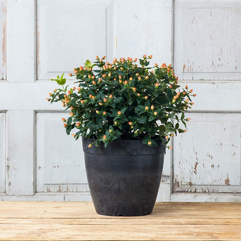 Burdette Pot Planter, Black, 10" H x 10.5" W x 10.5" D