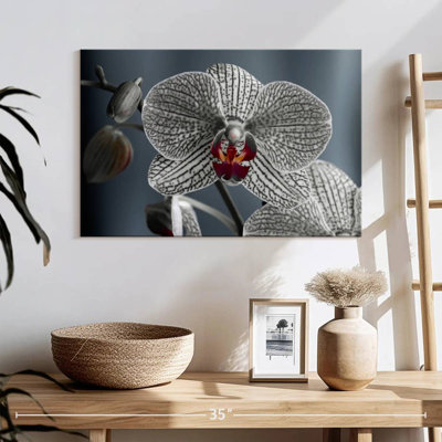 Orchidée blanche striée
