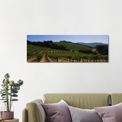 Hillside Vineyard Landscape, Napa Valley AVA, California, USA - Wrapped Canvas Print