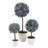 Olive Tree Tree in Pot-35176874-35176880