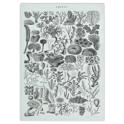 Tempered Glass Polyp Study Chopping Board