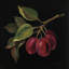 « french fruit series : prune », reproduction d’art sur toile-20828127-73146599-73146604