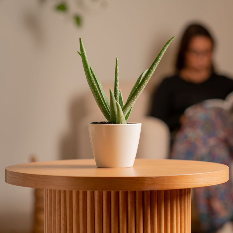 Aloe Succulent in Planter
