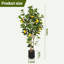 152cm Plant