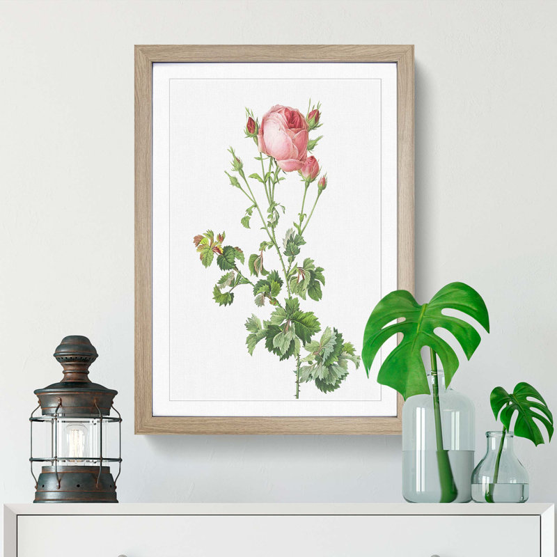 Pink Rosebush in Bloom by Pierre-Joseph Redoute - Picture Frame Painting Print, 48cm H x 36cm W x 2cm D, Oak Framed