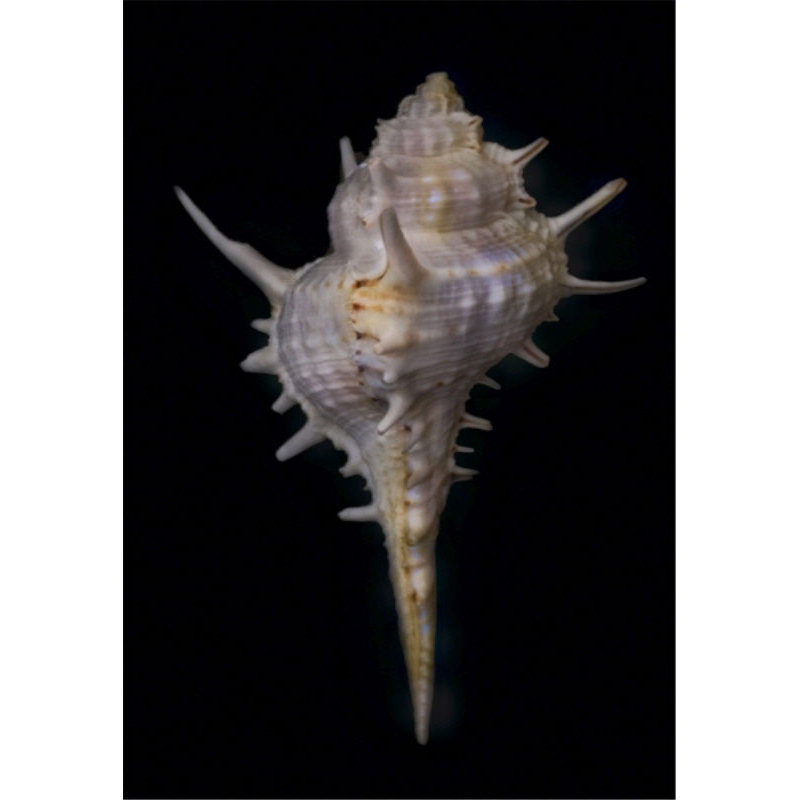 Shell Study II Print by Harold Davis, Matte
