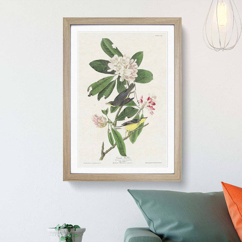 Canada Warbler Birds by John Audubon - Picture Frame Painting Print, Oak Framed, 48cm H x 36cm W x 2cm D