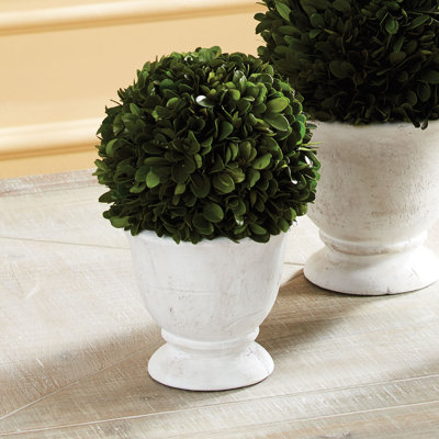 Alby Boxwood Ball Topiary In Pot