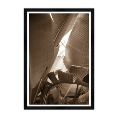 Curled Palm I Print by Tim Klein