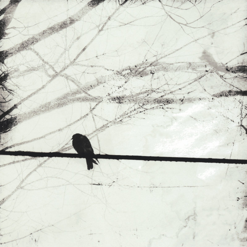 Silver Days II - Wrapped Canvas Print, 51cm H x 51cm W x 3.8cm D
