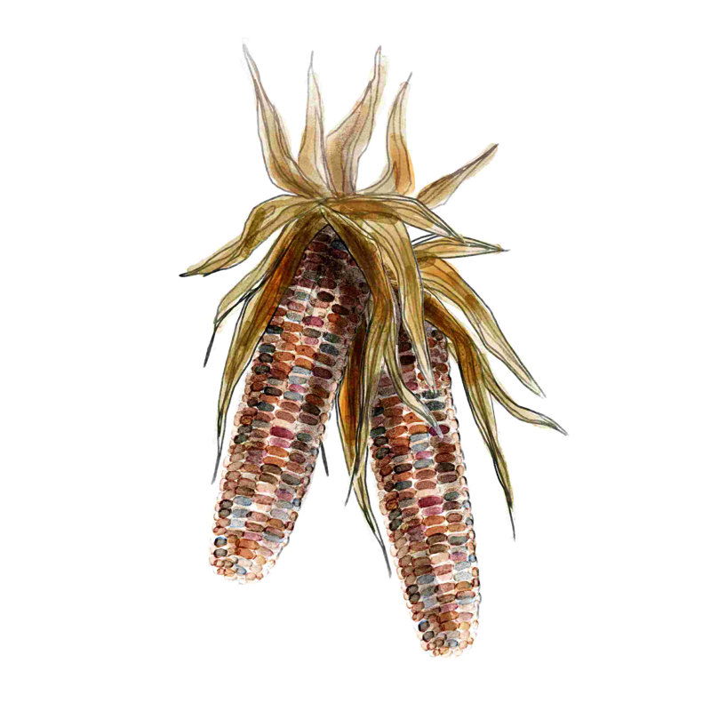 " Corn ", 18" H x 12" W