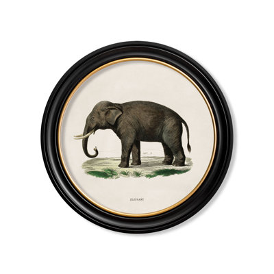 Elephant LF by Mid-1800s - Single Picture Frame Print on Archival Matt 230gsm Paper