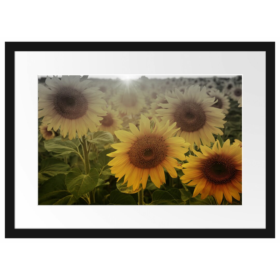 Gerahmtes Poster Sonnenblumen auf dem Feld