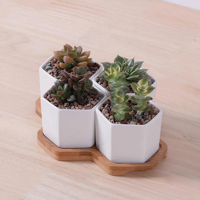 Jhasmin Ceramic Pot Planter