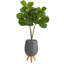 Figuier 42 po en pot