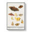 Butterflies & Moths by A.B. De Boodt - Wrapped Canvas Painting-55362560