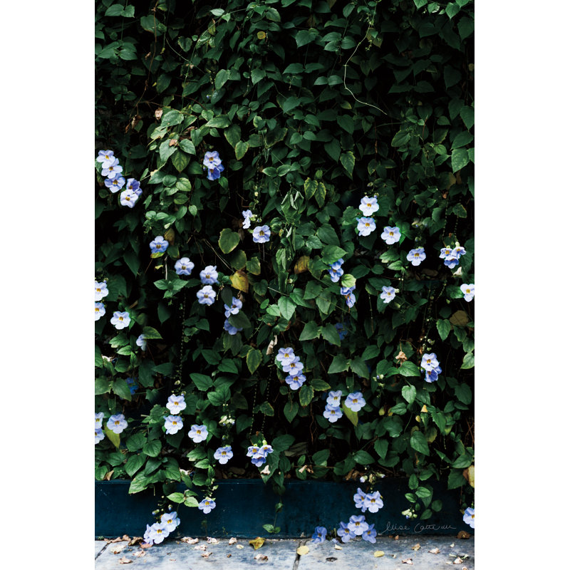 Imprimé floral treillis par Elise Catterall, H 18 po x l 12 po, Non, Cadre simple argenté
