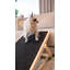 Duley Skipper Dog Ramp