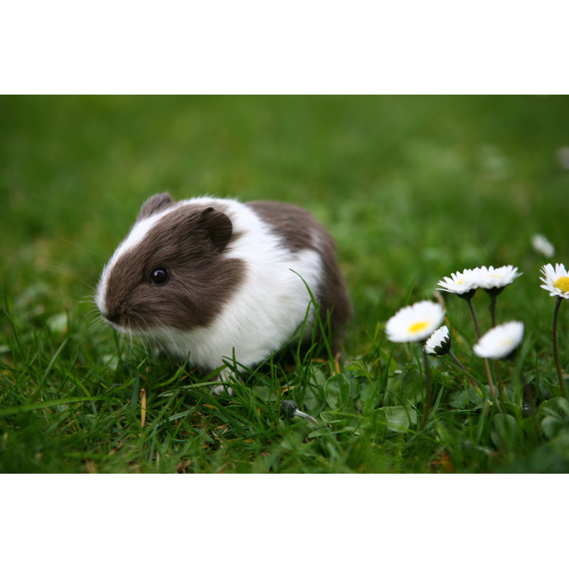 Young Guinea Pig by Gsermek - Wrapped Canvas Print, 30cm H x 46cm W