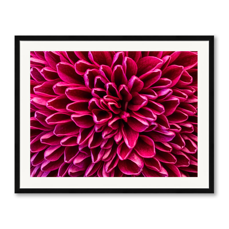 Mauve par Harold Davis - photographie, Papier avec cadre simple noir, H 25,2 po x l 31,2 po x P 0,88 po