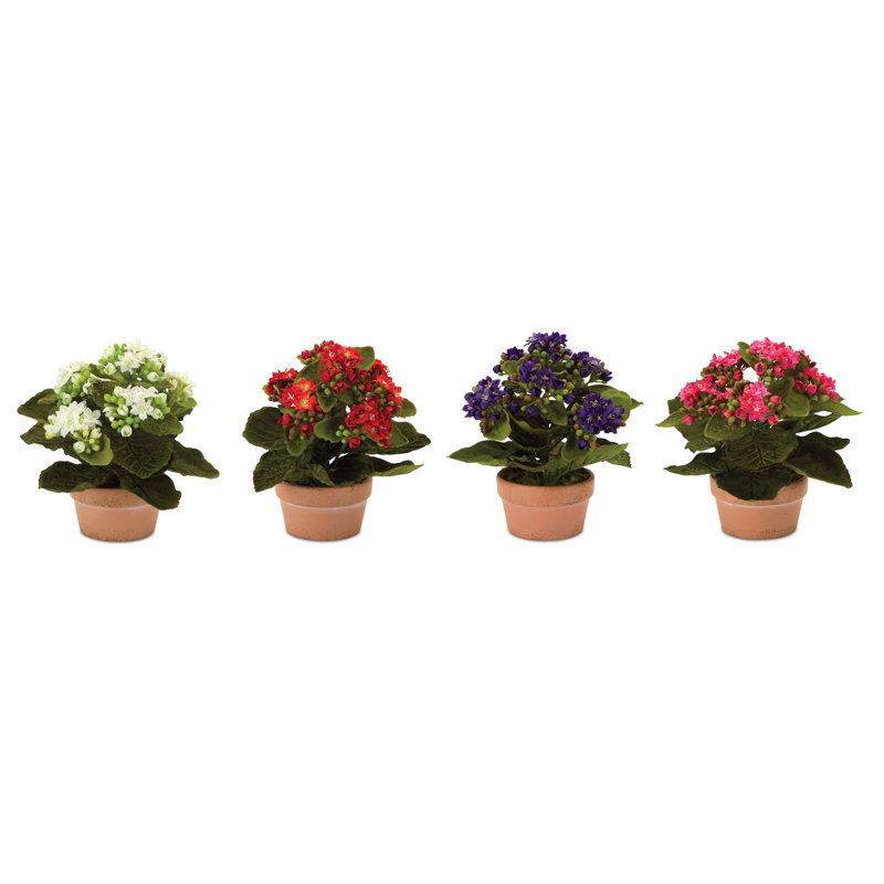 Kalanchoe en pot