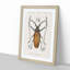 Beetle Illustration PL.11 by Charles D'Orbigny - Single Picture Frame Print-55543977-55543976