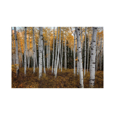 Forêt de trembles en automne