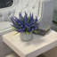 Ferdinand Heather en pot-28784517