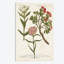 « botanique varietes iv », impression sur toile-72783515-72783509-29170006
