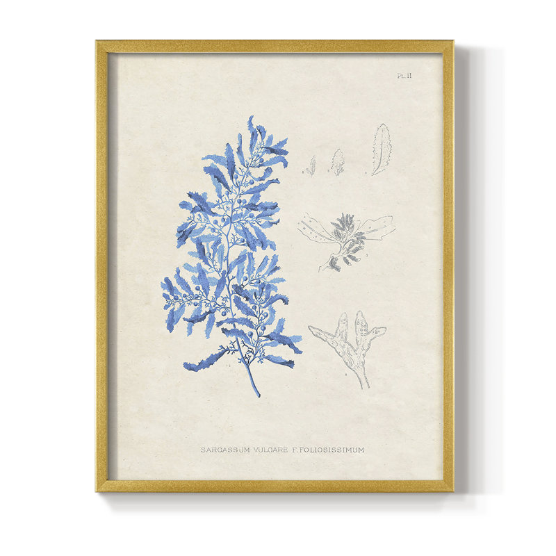 «Blue Marine Algae VI», reproduction encadrée - bois massif, Or, H 28 po x l 22 po