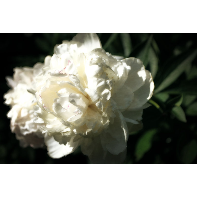 White Peony In Spring by Michelle Calkins - Wrapped Canvas Art Prints, 30cm H x 46cm W