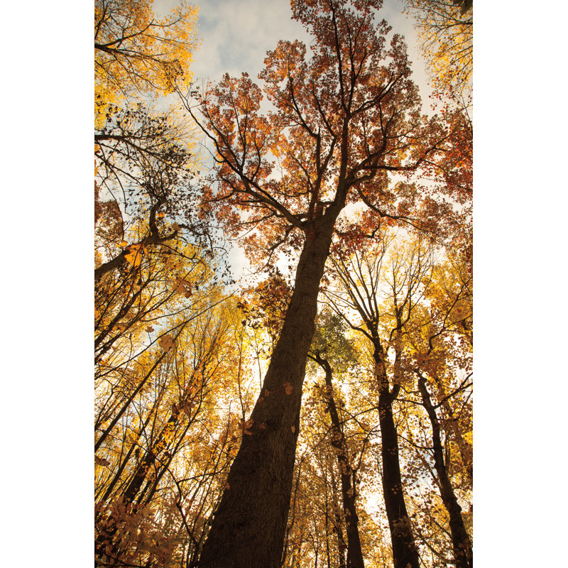 Towering Trees I, H 48 po x l 32 po