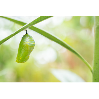 Gros plan sur le monarque de Chrysalide