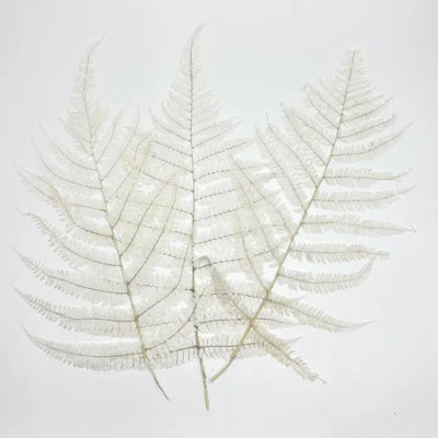 Bundle of 4 Dried Preserved Fern 14"