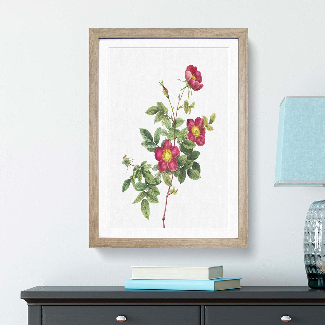 Common Alpine Rose in Pink by Pierre-Joseph Redoute - Picture Frame Painting