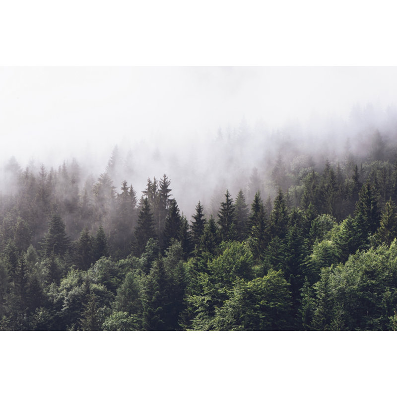 Murale naturelle Dayjah Forest Misty Jungle, L 75 po x l 112 po