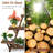 Plant Stand