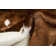 Meriden Animal Print Indoor Rug