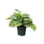 Live Green Prayer Plant