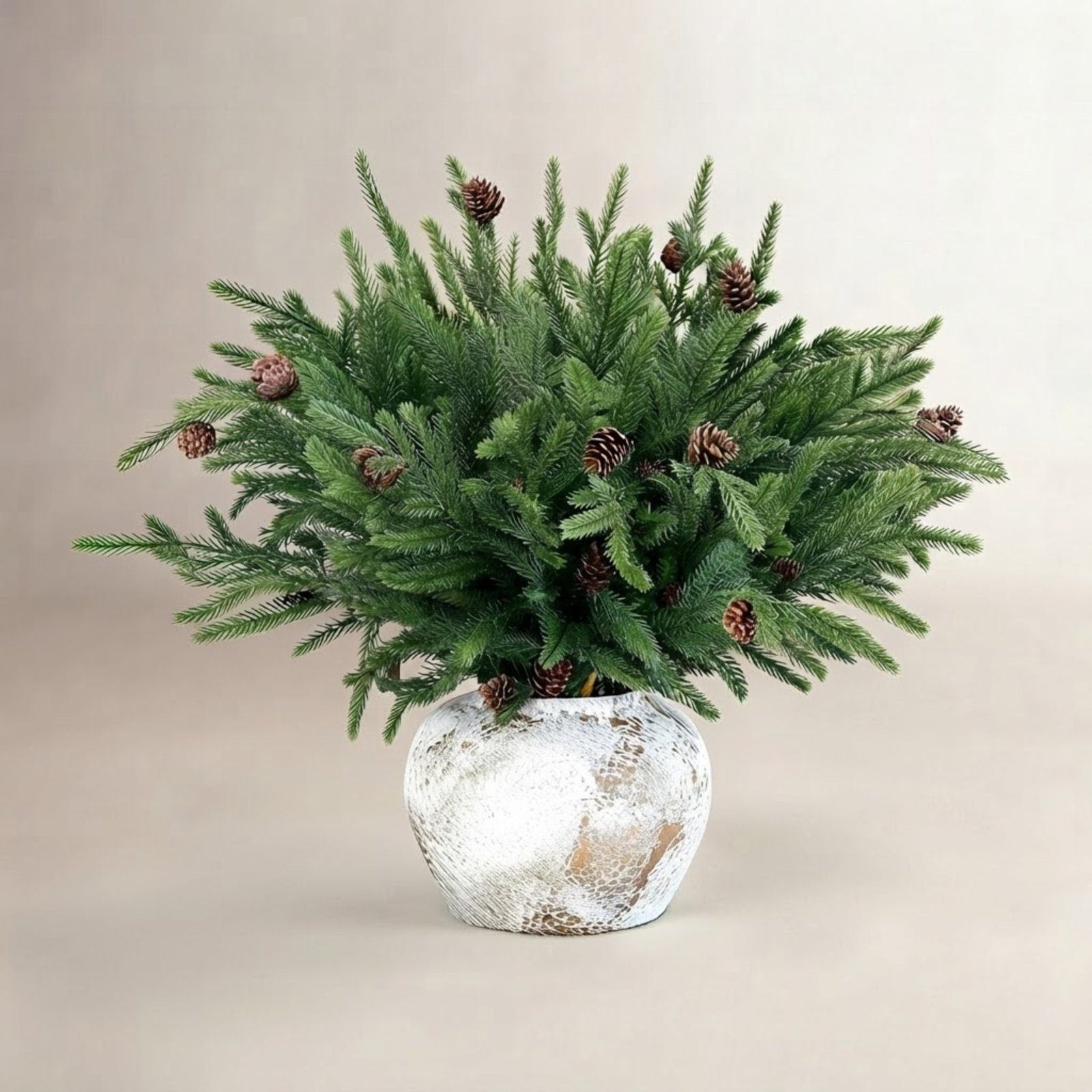 Norfolk Pine Branch