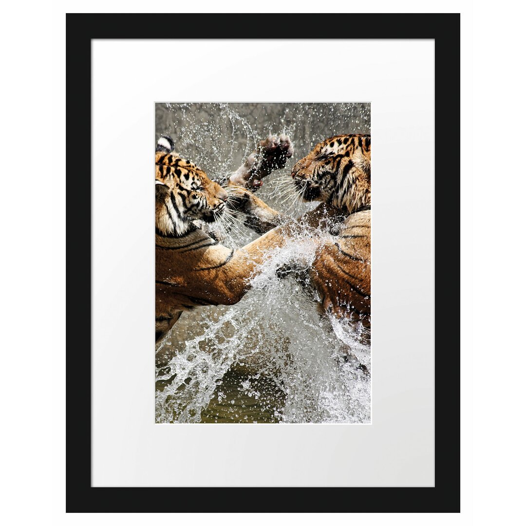 Gerahmtes Poster Kämpfende Tiger im Wasser