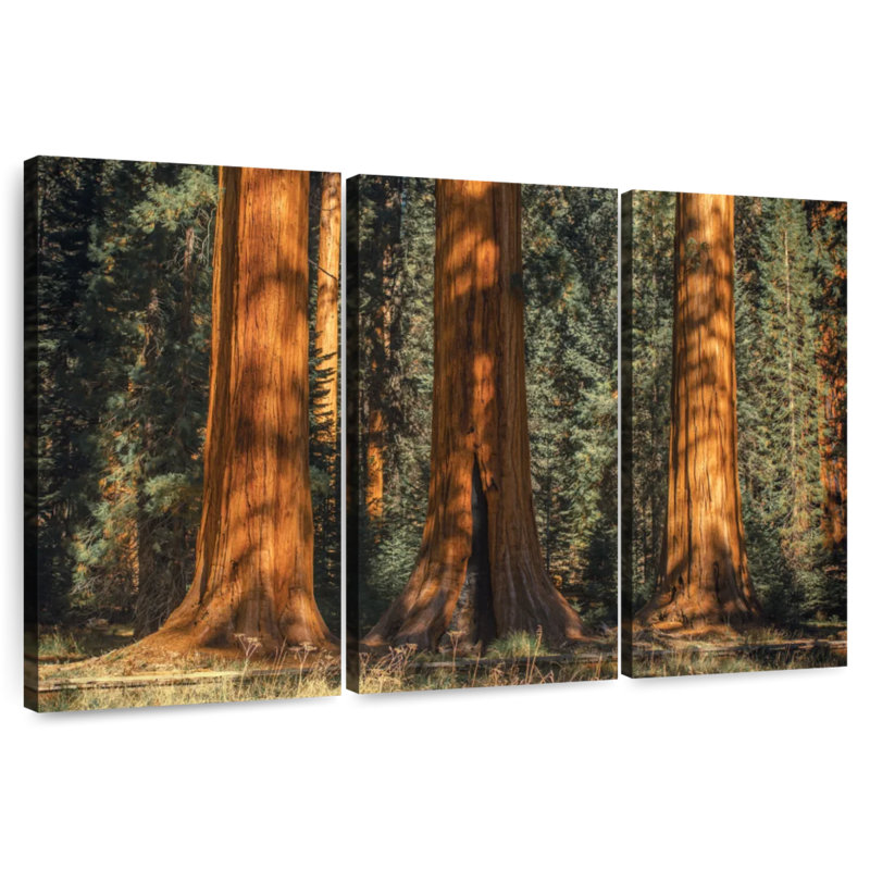 Arbres anciens du parc Harnek Sequoia, H 24 po x l 38 po