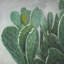 Paddle cactus