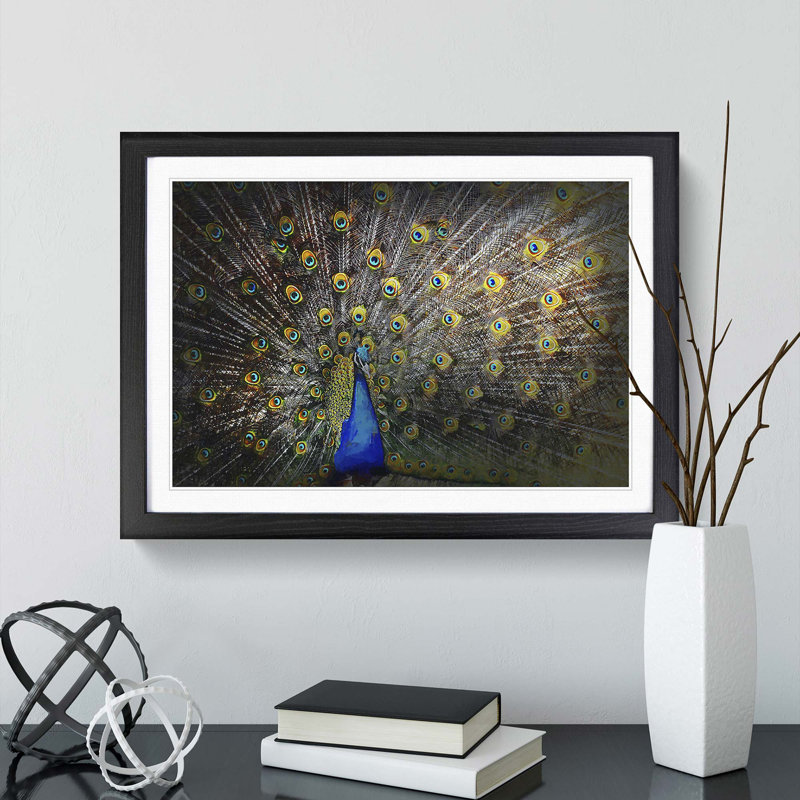Peacock with Outstretched Feathers - Framed Print, 27cm H x 36cm W x 2cm D, Black Framed